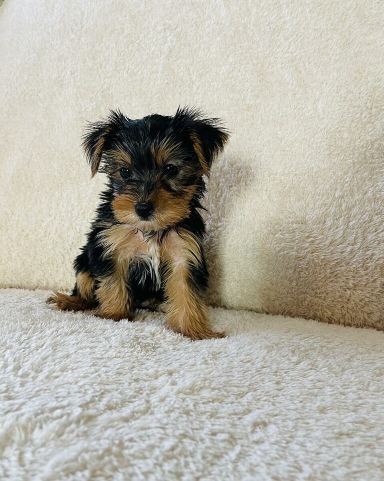 Yorkshire Terrier